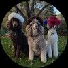 jkpoodle